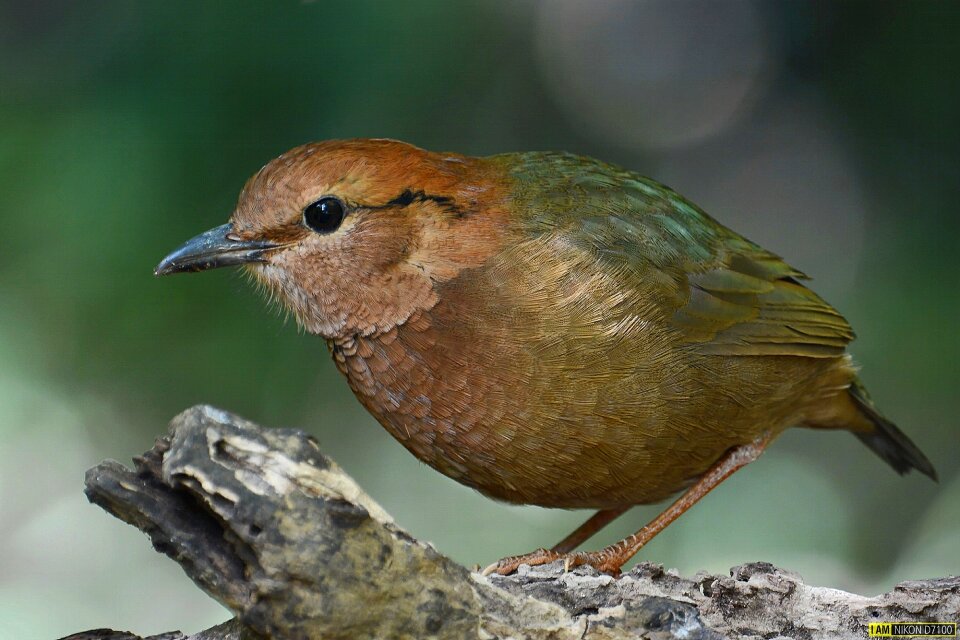 Birds nature pretty