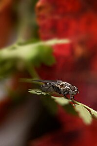 Invertebrate leaf fly