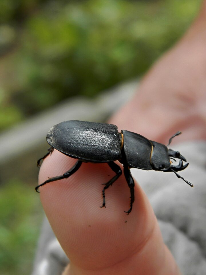 Beetle finger hand
