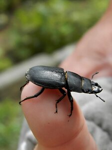 Beetle finger hand
