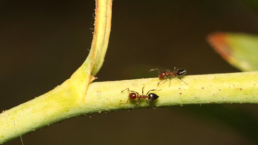 Nature bespozvonochnoe ants