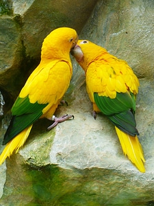 Bird couple couple birds