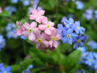 Plant nature myosotis