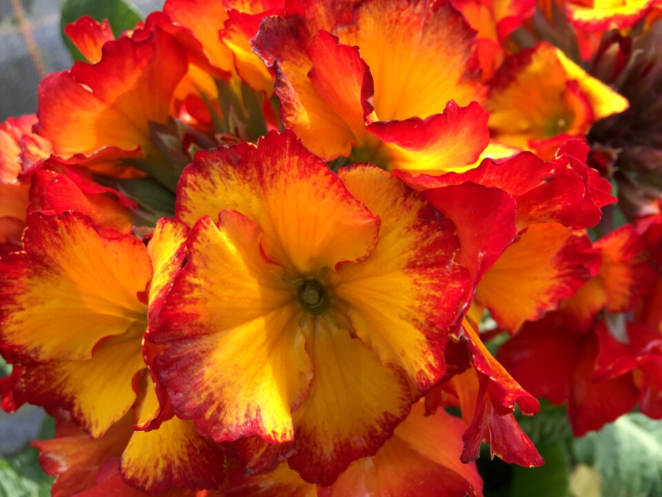 Leaf garden petal