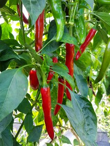 Spice food pepper