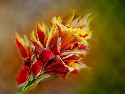 Outdoors closeup gladiolus