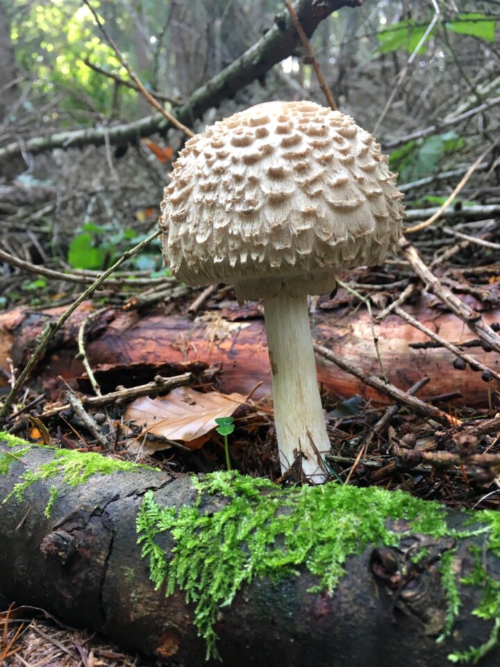 Bryophyta parasol alone