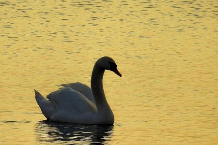 Reflection swim swan