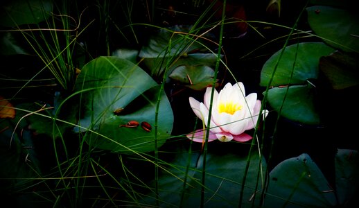 Flowers blossom bloom