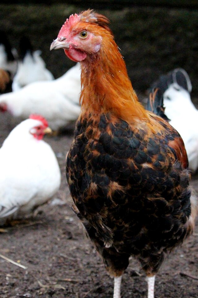 Farm hahn sulmtaler