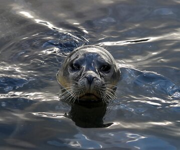 Animal mammal aquatic photo