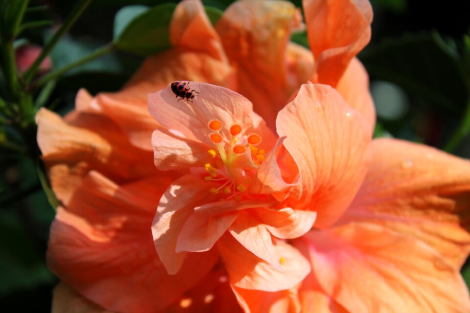 Garden summer lady bugs