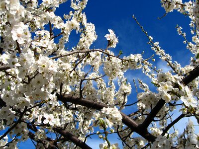 Season flower