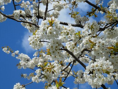 White flowers spring tree