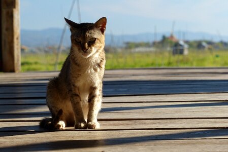 Outdoors cat