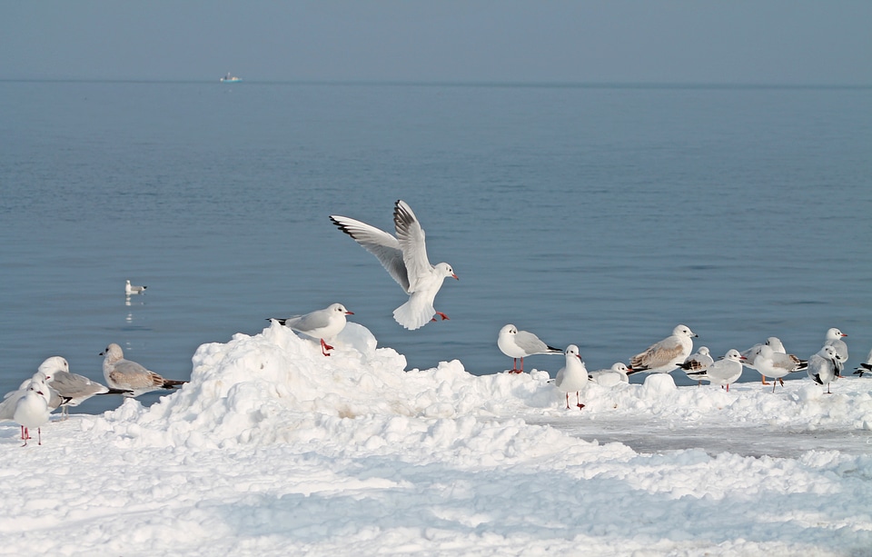 Lake constance winter nature