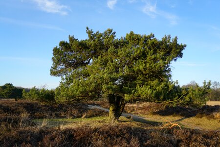 Nature tree walk