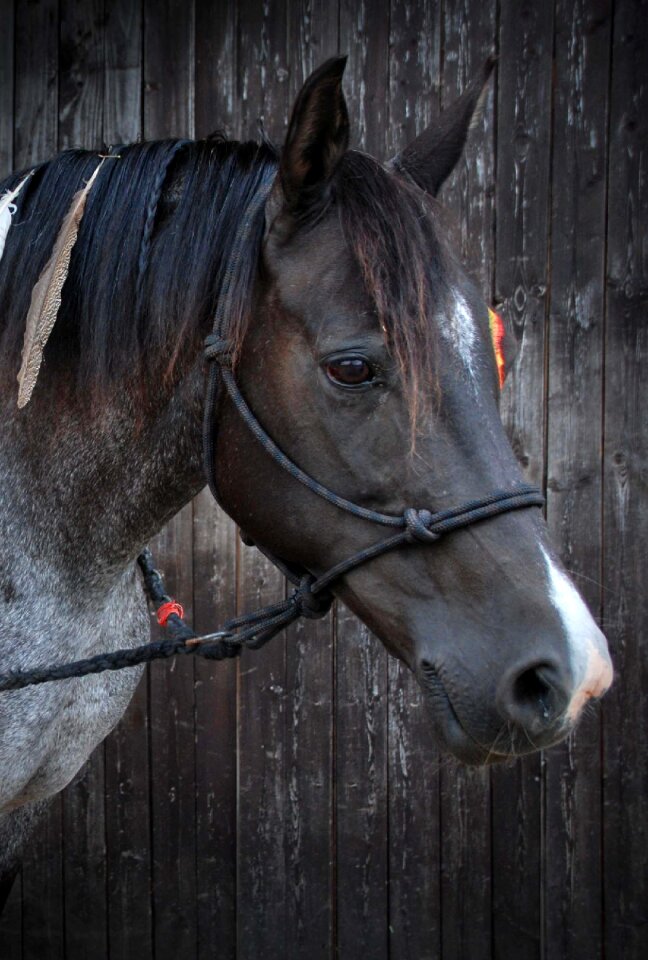 Farm head horse