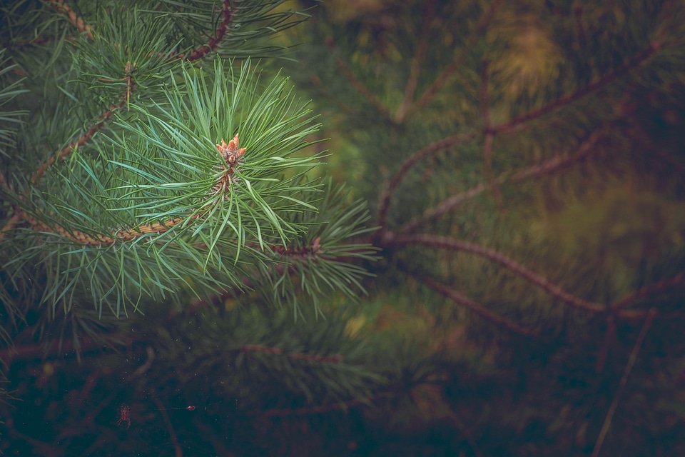 Conifer needles tree
