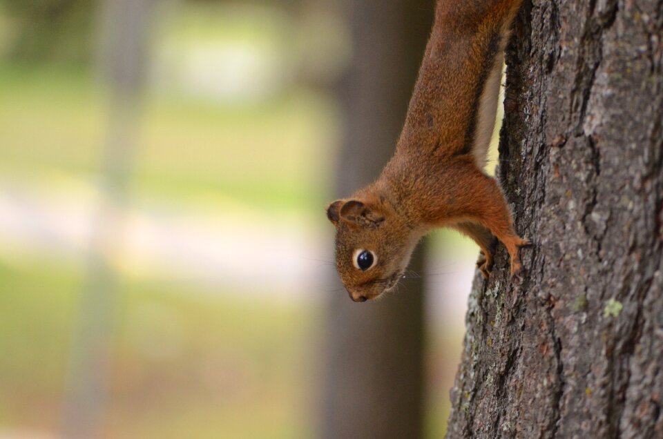 Tree squirrel outdoors