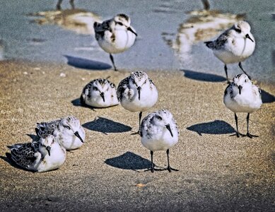 Animal outdoors beach
