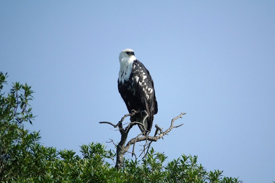 Raptor eagle africa