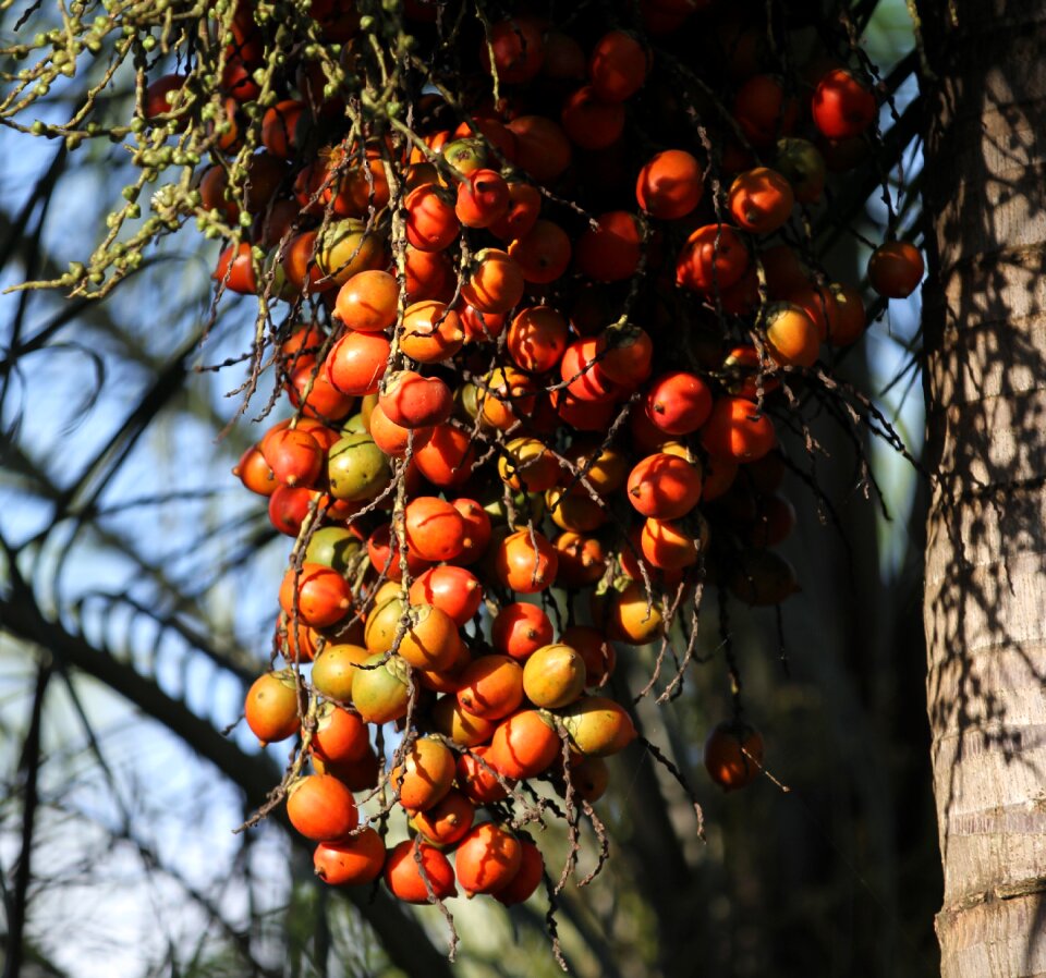 Food flora palm fruit