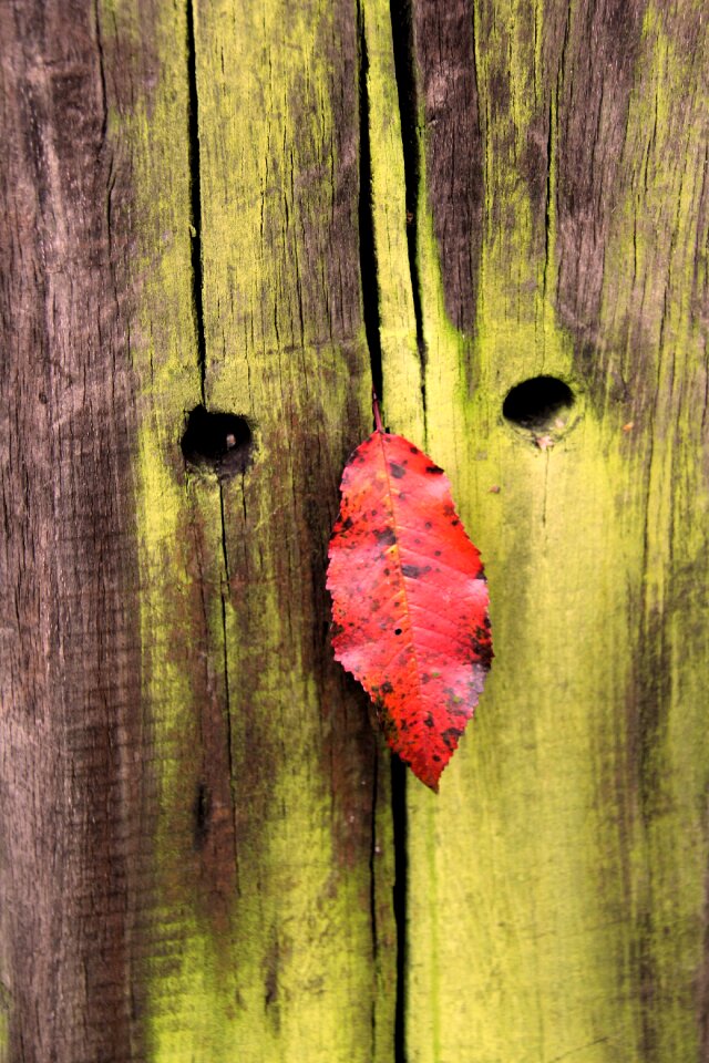 Leaf face funny