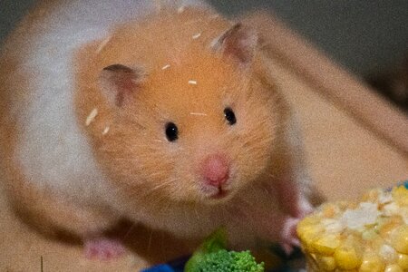 Goldhamster medium-hamster eat photo