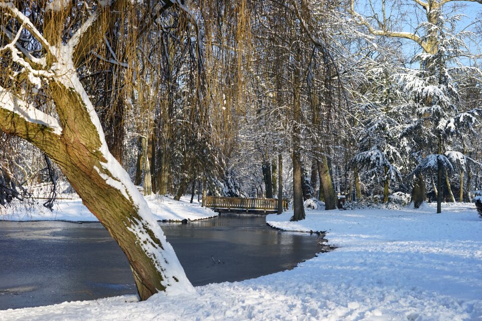 Frost tree frozen photo