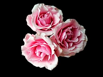 Floral blooming blossom