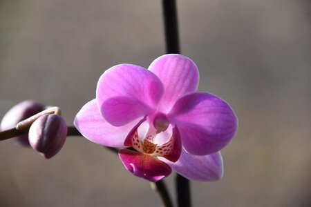 Petal orchid purple photo