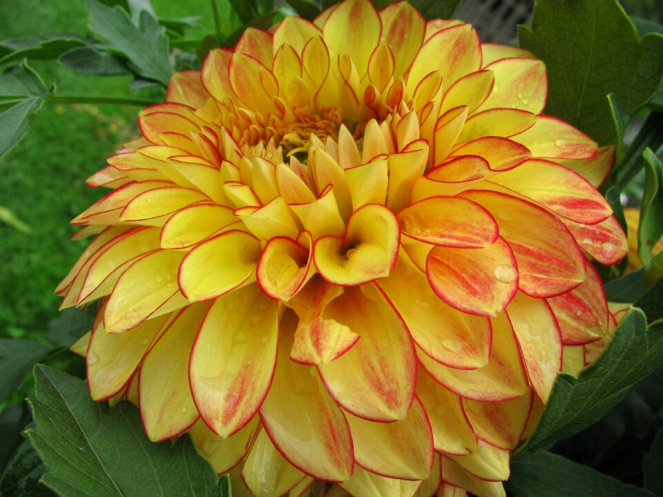 Garden flower dahlia