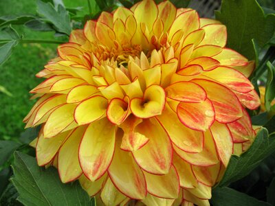 Garden flower dahlia