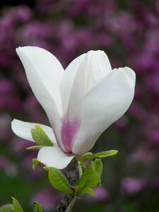 Nature plant magnolia photo