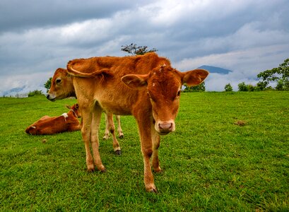 Grass field cow photo