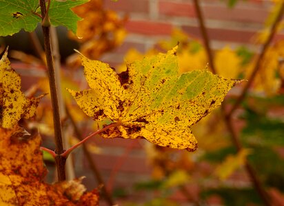 Plant orange intense color photo