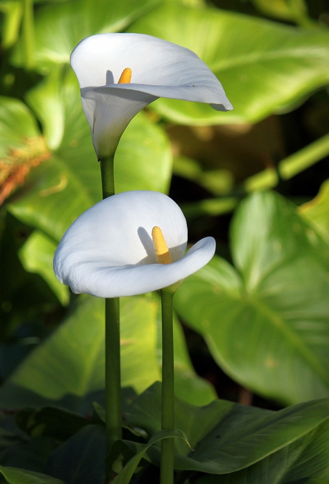 Garden floral plant