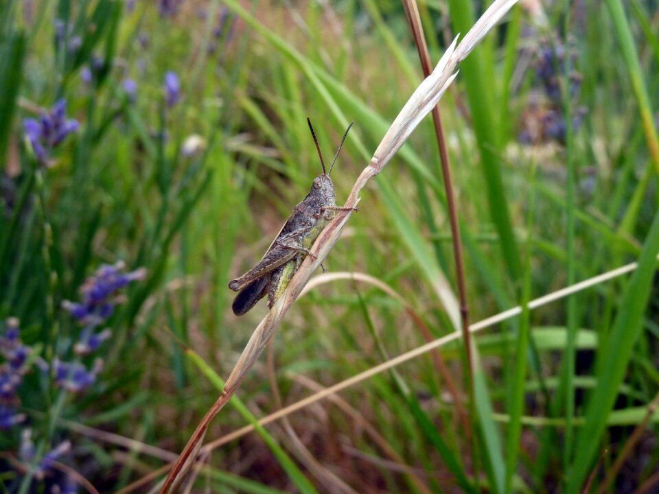 Meadow grasshopper nature