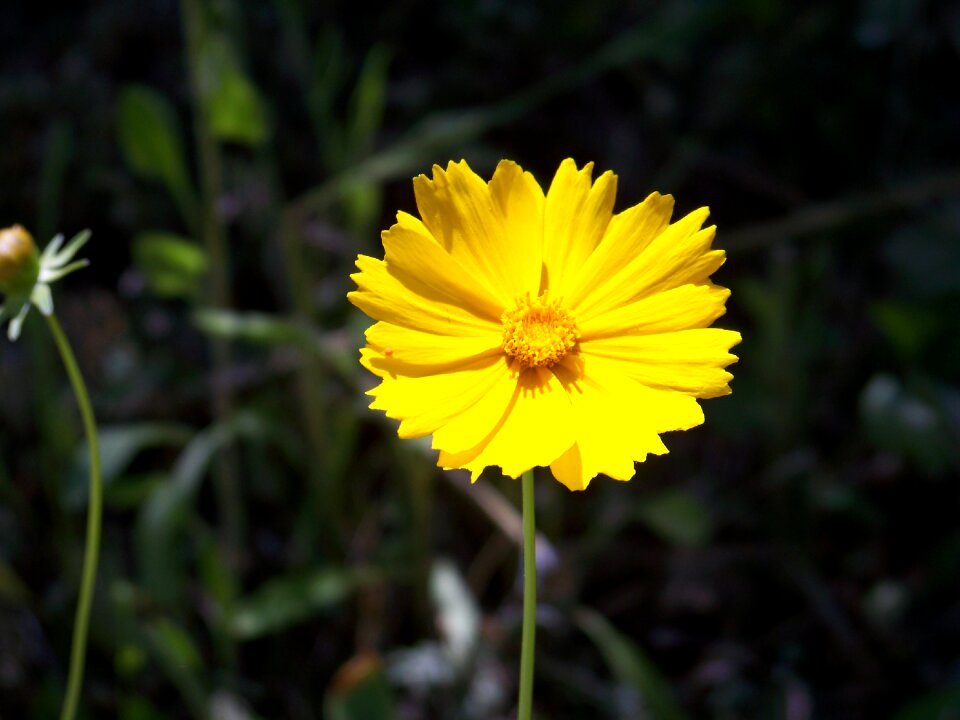 Summer petal geumgyeguk