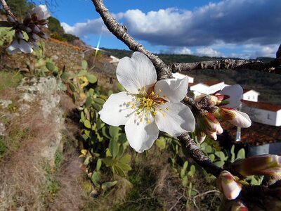Outdoors plant almond tree