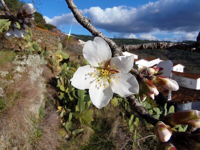 Outdoors plant almond tree photo