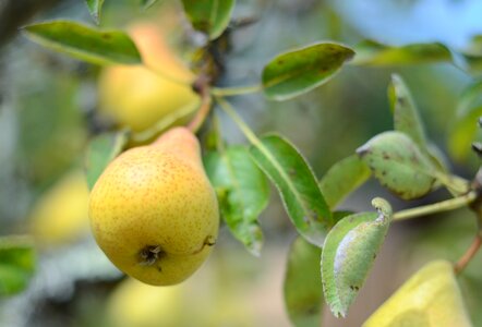 Food flora pear