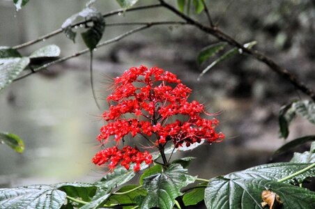 Plant season rainforest photo