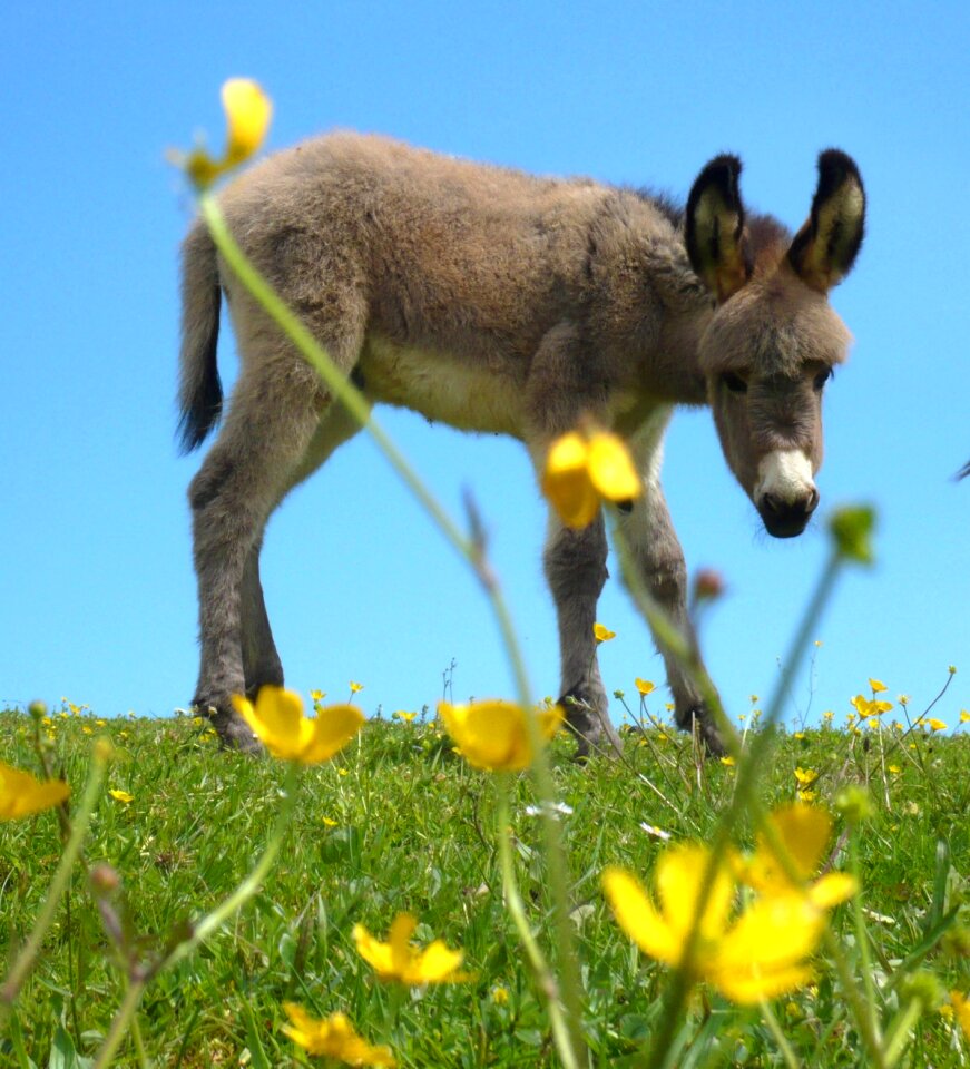 Nature animal cute