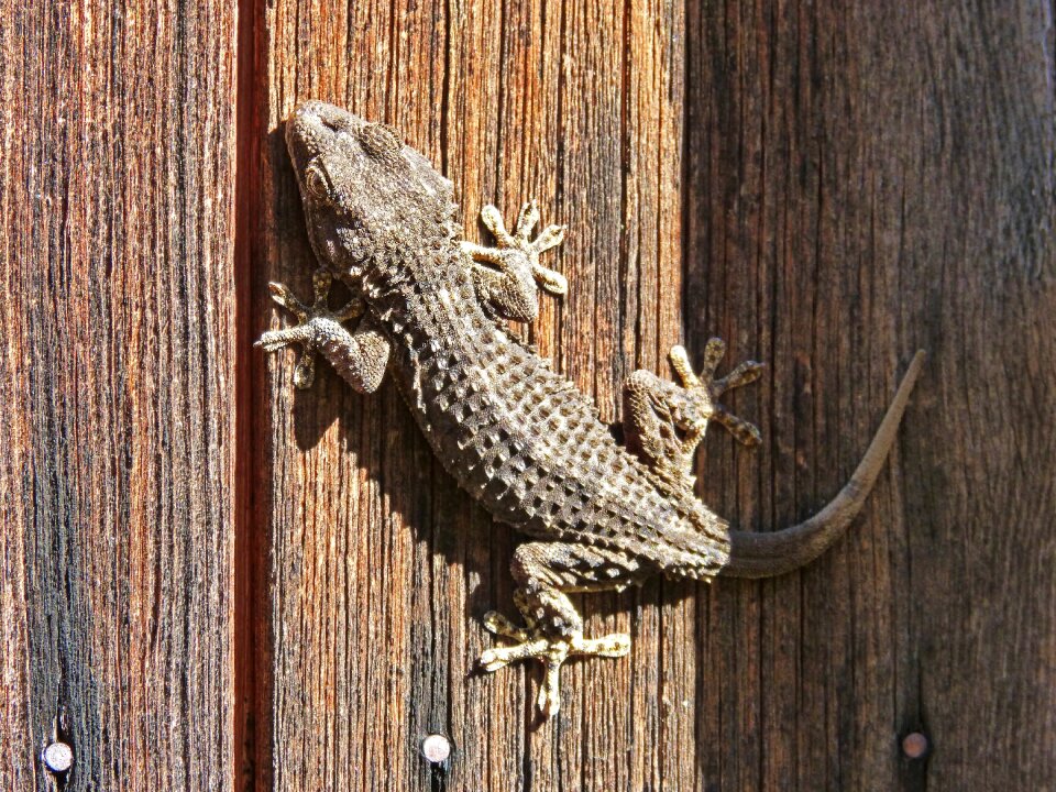 Wood lizard nature