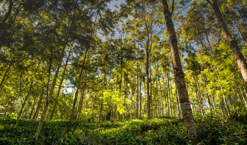 Landscape leaf scenery