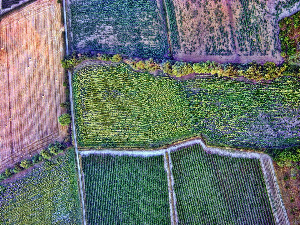Crops nature flora