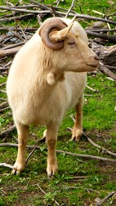 Nature farm breeding