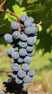 Nature wine creeper